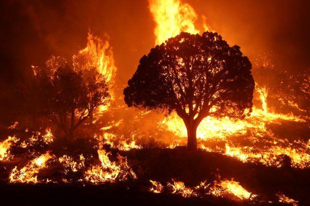 2020년 미국 애리조나주 카이밥국유림에서 발생한 산불. 280㎢가 넘는 숲을 태웠다. (사진 wikipedia)/뉴스펭귄
