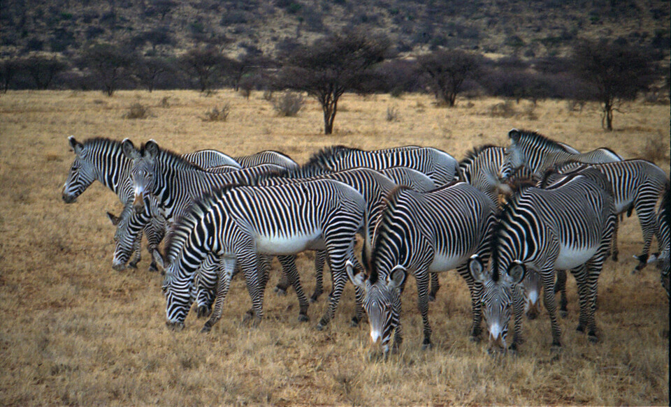 케냐 삼부루국립보호구역에 있는 그레비얼룩말 무리. (사진 wikipedia)/뉴스펭귄