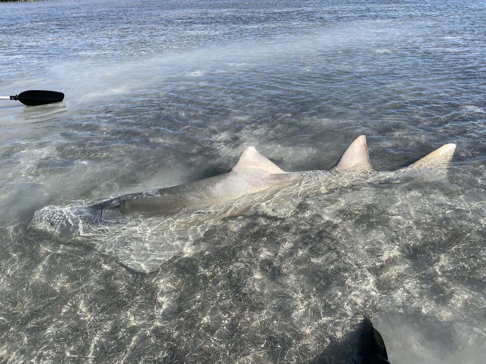 플로리다키스 해변서 죽은 채 발견된 작은이빨톱가오리. (사진 NOAA Fisheries)/뉴스펭귄