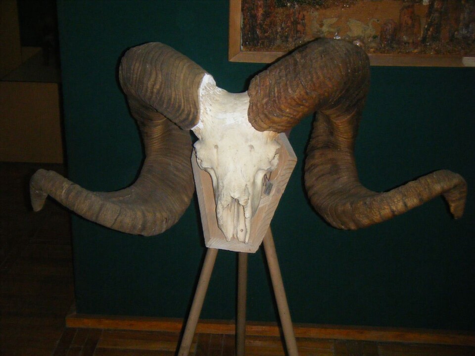 큰 뿔을 가지고 있는 마르코폴로아르갈리 두개골. (사진 wiipedia)/뉴스펭귄