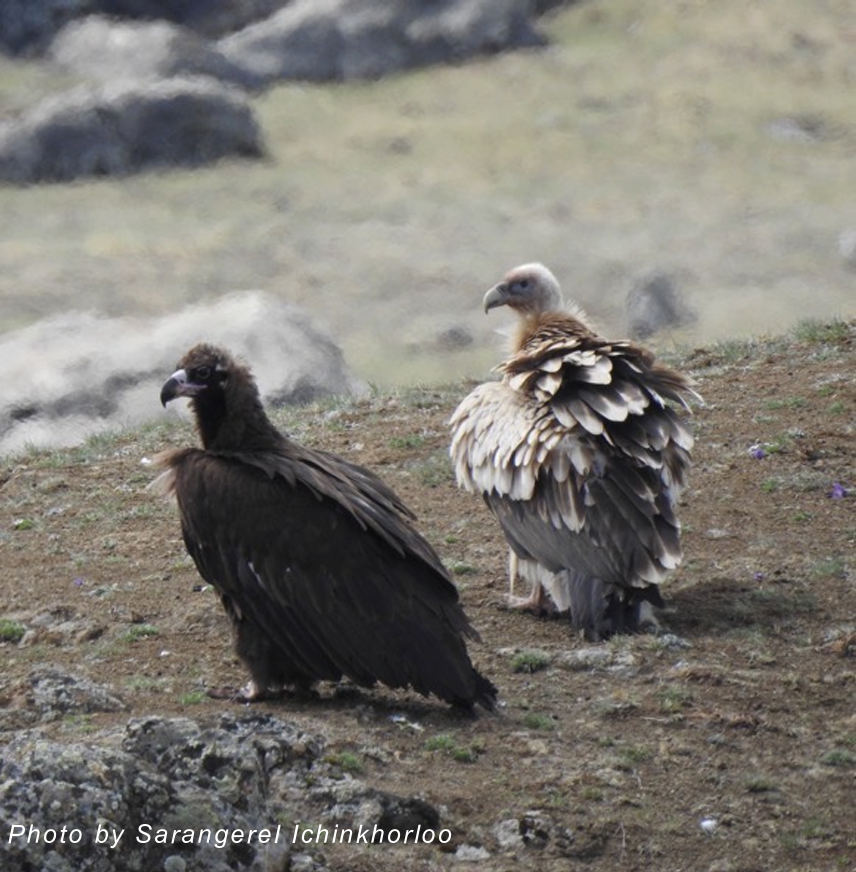 몽골에서 촬영된 독수리. (사진 사라나 자연보호구역 보호재단-사랑게렐 이친허를러 제공)/뉴스펭귄