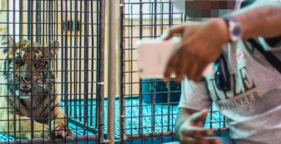 철장에 갇힌 호랑이를 배경으로 셀카를 찍고있는 모습. (사진 세계동물보호협회 홈페이지)/뉴스펭귄