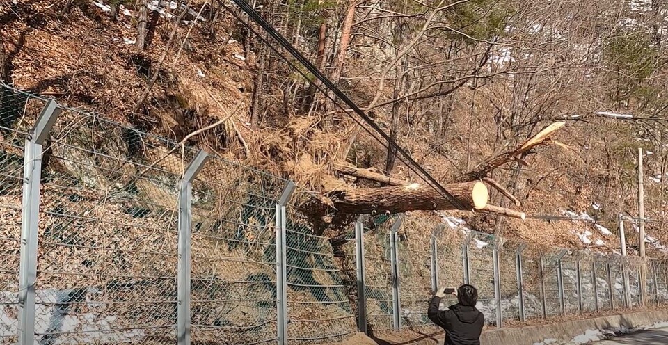 낙석 방지 시설물을 찌그러뜨리며 쓰러진 금강소나무가 전깃줄에 걸린 모습. (사진 녹색연합 유튜브 영상 캡처)/뉴스펭귄