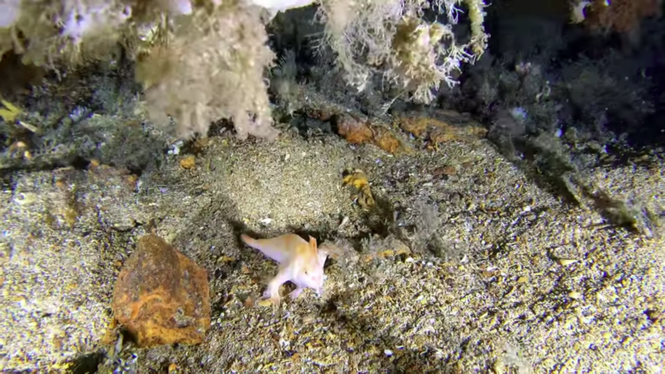 호주 태즈메이니아 해안 침몰선 부근에서 발견된 핑크핸드피시. (사진 Tasmanian Underwater Explorer 유튜브 영상 캡처)/뉴스펭귄