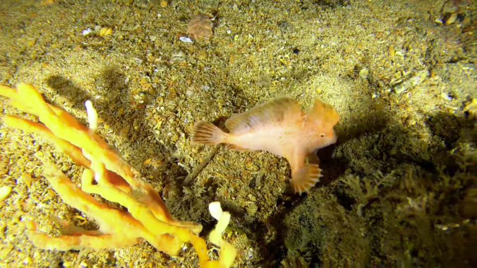 호주 태즈메이니아 해안 침몰선 부근에서 발견된 핑크핸드피시. (사진 Tasmanian Underwater Explorer 유튜브 영상 캡처)/뉴스펭귄
