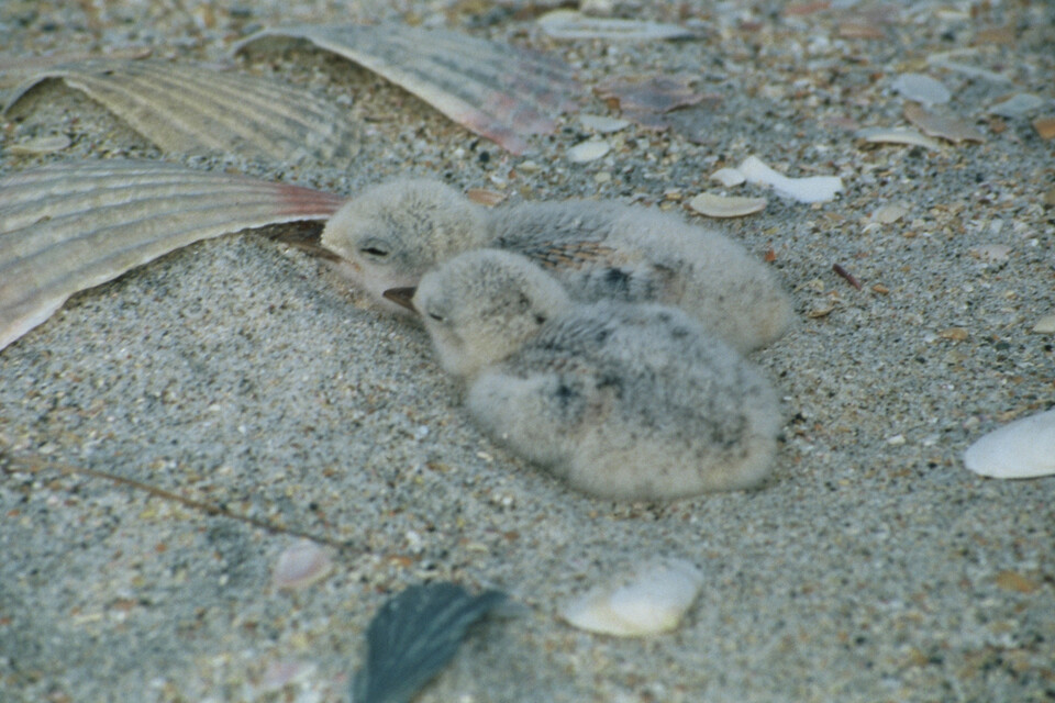 둥지에 있는 새끼 뉴질랜드페어리턴. 이 새의 둥지는 모래 위다. (사진 wikipedia)/뉴스펭귄