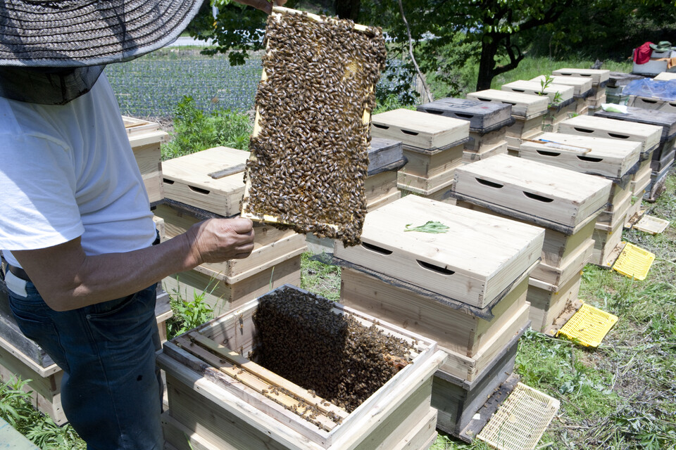 양봉장 꿀벌. 최근 월동 이후 꿀벌들이 집단폐사하는 사례가 늘고 있다. 한국은 올겨울에만 200억마리에 달하는 꿀벌이 죽었다. (사진 clipartkorea)/뉴스펭귄