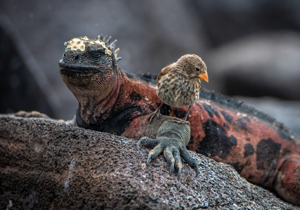 바다이구아나는 바다에서 사는 유일한 도마뱀이다. (사진 Galapagos ConservationTrust, Heikki Huhtinen)/뉴스펭귄