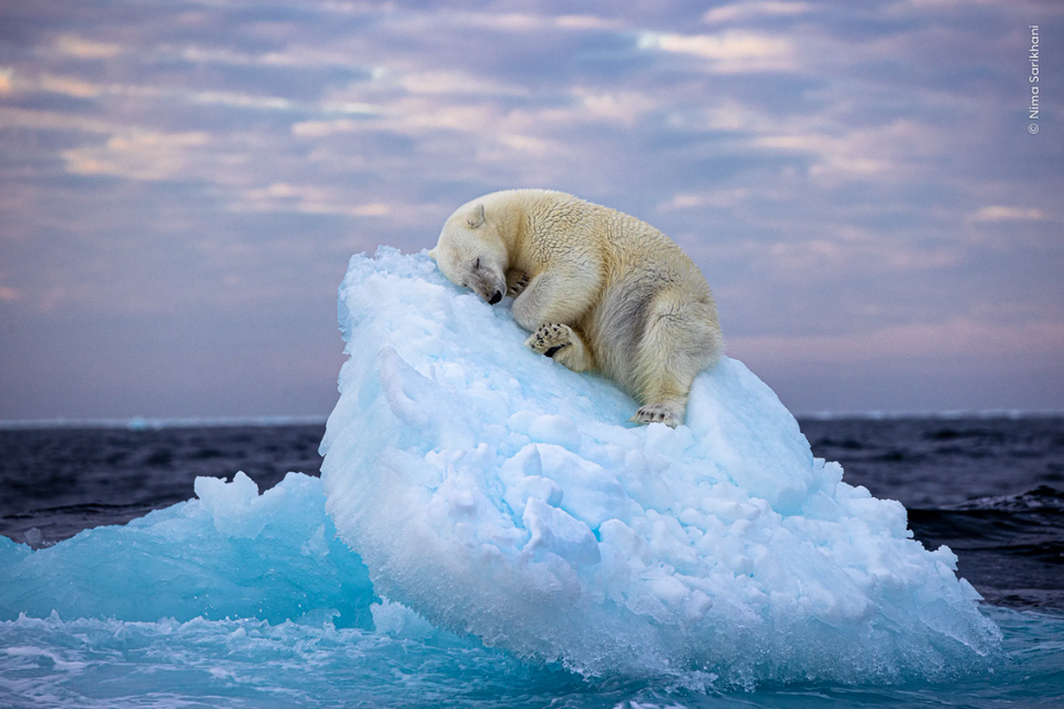 2023 올해의 야생동물 사진공모전 우승작 '얼음 침대'. (사진 Nima Sarikhani - 런던자연사박물관)/뉴스펭귄