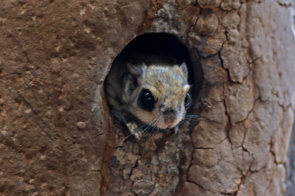나무 구멍에 사는 하늘다람쥐. (사진 국립공원공단)/뉴스펭귄
