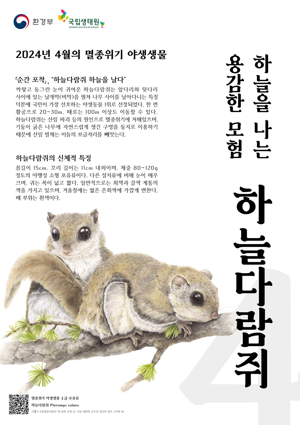 4월의 멸종위기 야생생물 하늘다람쥐 포스터. (사진 환경부)/뉴스펭귄