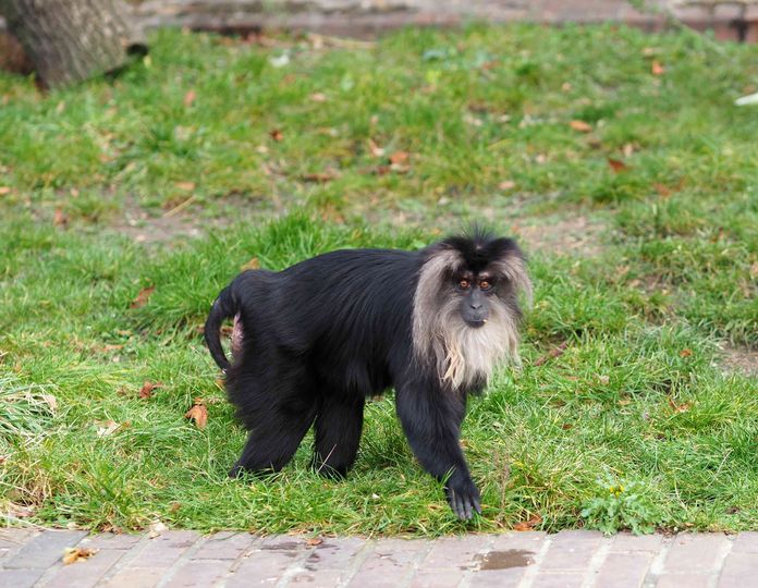 루마. 사자꼬리마카크는 독특한 회색 머리털과 턱수염을 가지고 있다. (사진 Zoo Leipzig 공식 인스타그램)/뉴스펭귄
