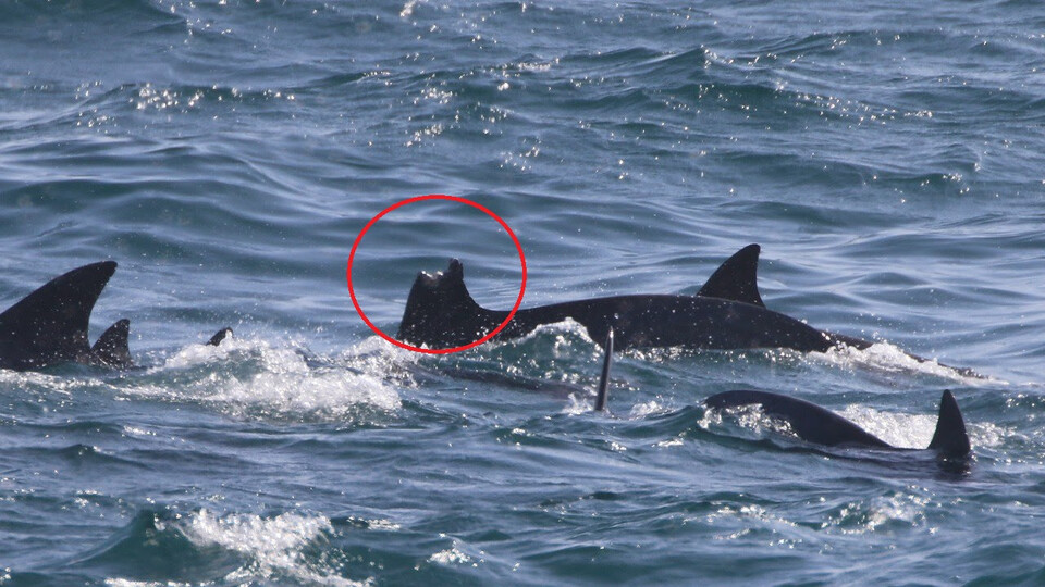 서귀포시 앞바다에서 발견된 등지느러미가 손상된 남방큰돌고래. 선박 충돌로 인한 상처로 추정된다. (사진 핫핑크돌핀스)/뉴스펭귄