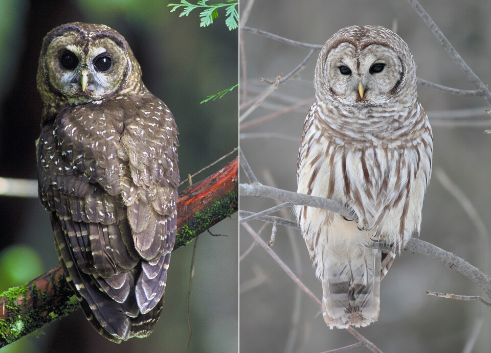 미국정부가 멸종위기에 처한 점박이올빼미(좌) 보존을 위해 줄무늬올빼미(우) 약 50만마리를 제거하는 계획을 제안했다. (사진 wikipedia)/뉴스펭귄