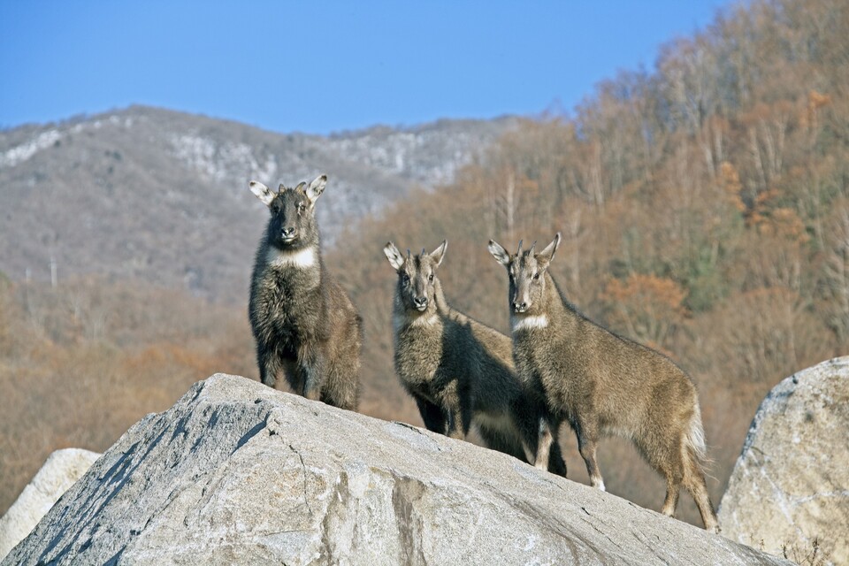 정부는 1968년  산양을 천연기념물 제217호로 지정했고 2012년에는 멸종위기야생생물1급에 지정했다. (사진 클립아트코리아)/뉴스펭귄