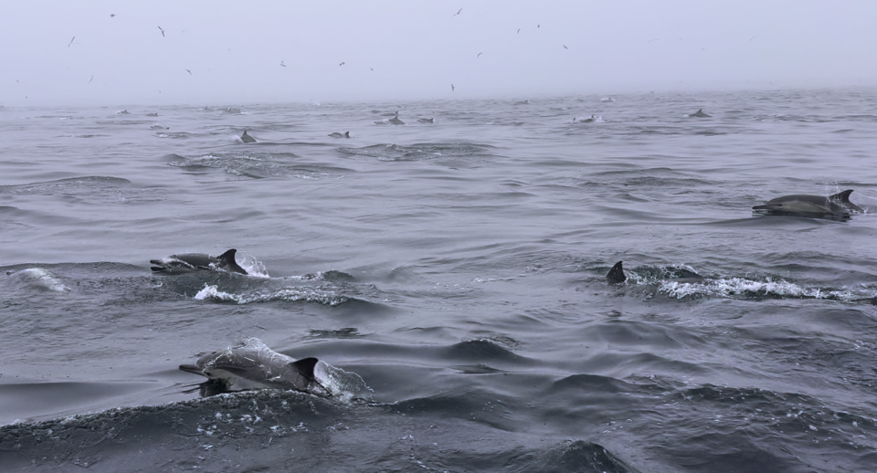 지금까지 수과원이 조사한 참돌고래 중 우리나라 가장 동쪽에서 포착된 참돌고래 무리. (사진 국립수산과학원 제공)/뉴스펭귄