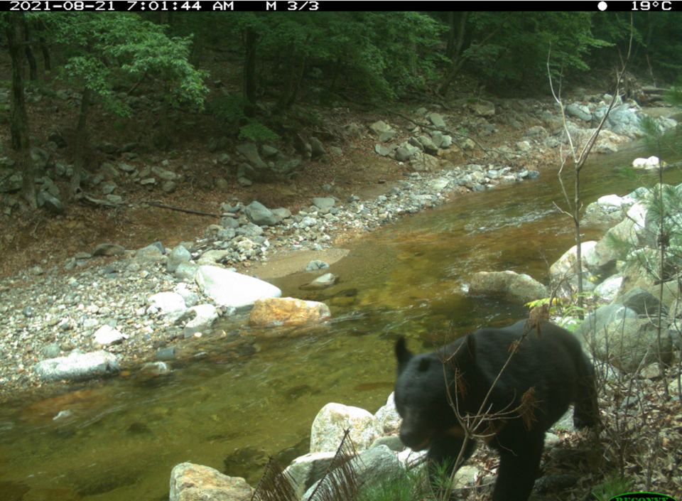 2021년  DMZ 무인생태조사 카메라에 포착된 반달가슴곰. (사진 환경부)/뉴스펭귄