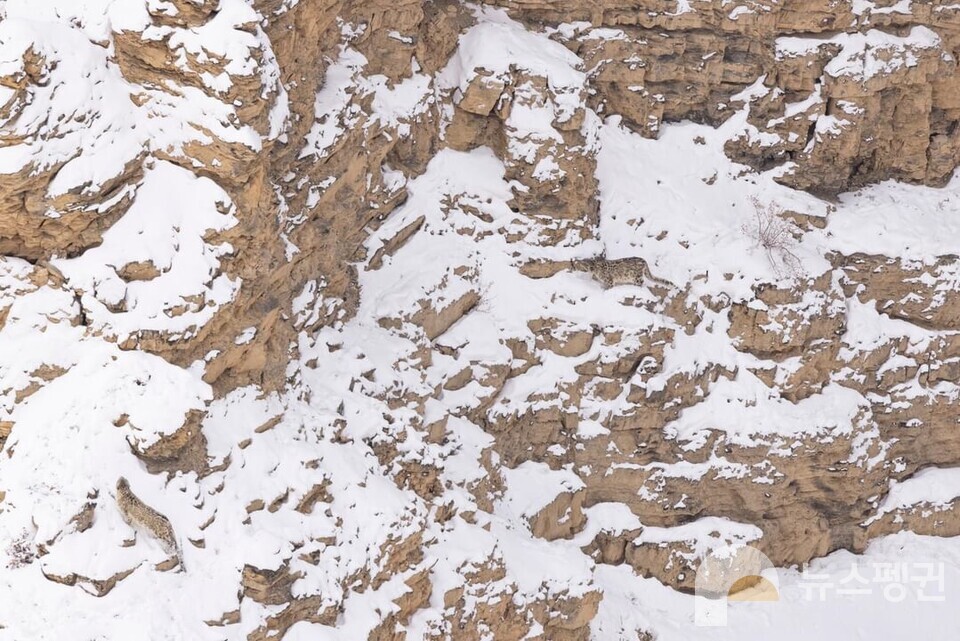 히말라야산맥에 눈표범 두마리가 위장하고 있다. 기사 아래 정답. (사진 Dafna Ben-nun 제공)/뉴스펭귄