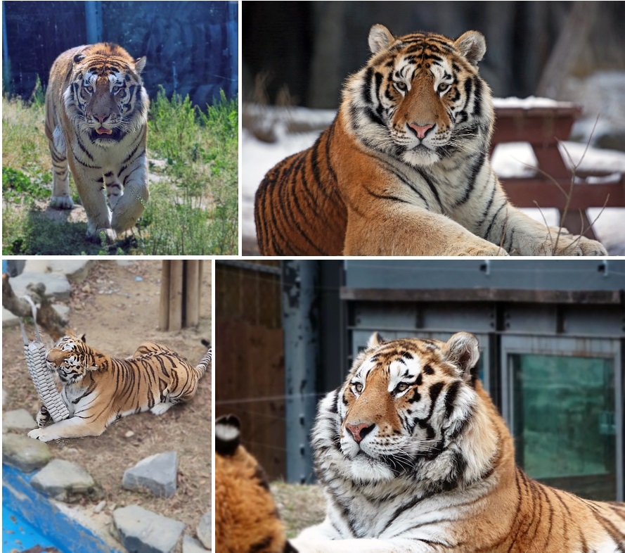 서울대공원에 시베리아호랑이 태백이가 지난 19일 숨졌다. (서울대공원 공식 블로그)