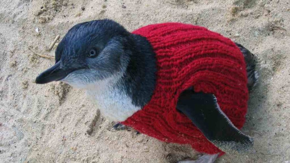  스웨터를 입은 쇠푸른펭귄. (사진 Penguin Foundation 공식 홈페이지)/뉴스펭귄