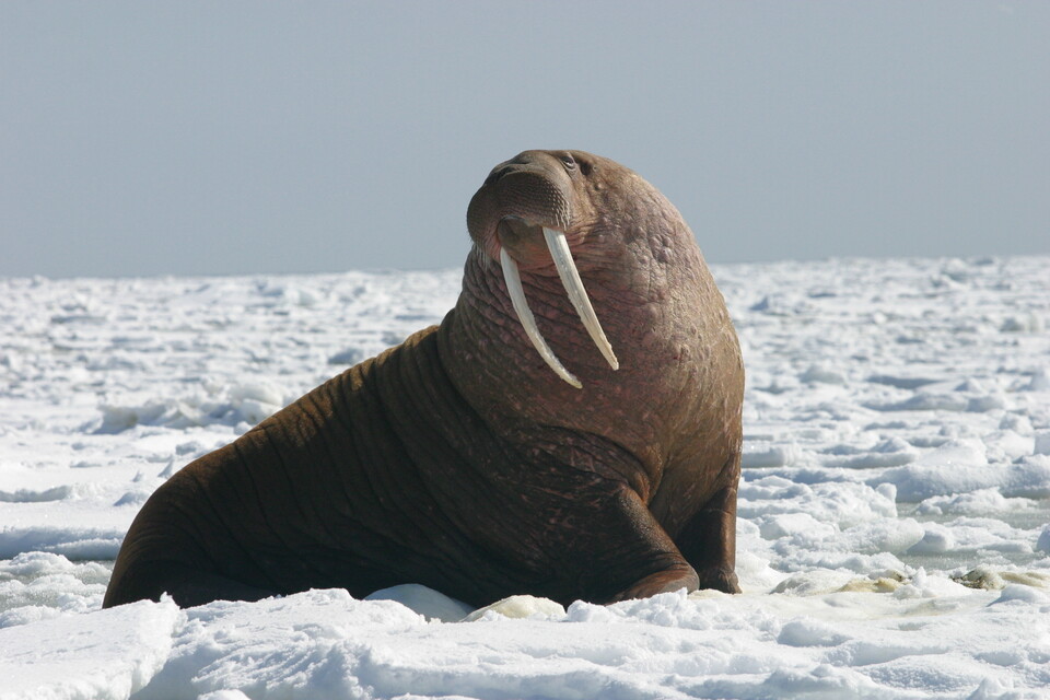 긴 상아 엄니를 가진 바다코끼리. (사진 wikipedia)/뉴스펭귄