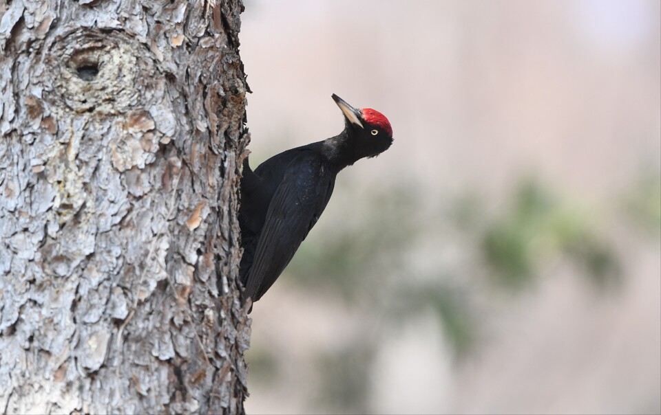 (사진 김성호 딱다구리보전회 공동대표)/뉴스펭귄