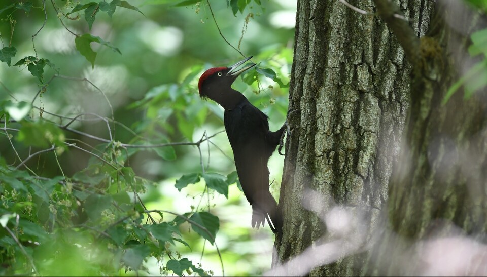 (사진 김성호 딱다구리보전회 공동대표)/뉴스펭귄