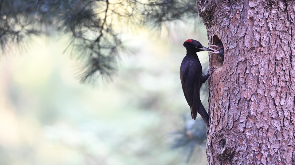 (사진)/뉴스펭귄