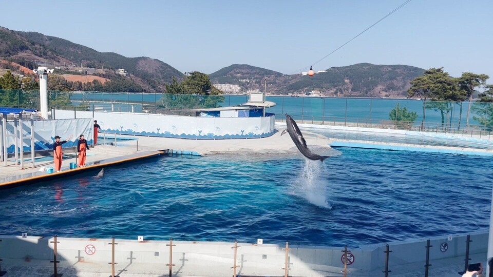 거제씨월드의 큰돌고래. (사진 핫핑크돌핀스)/뉴스펭귄