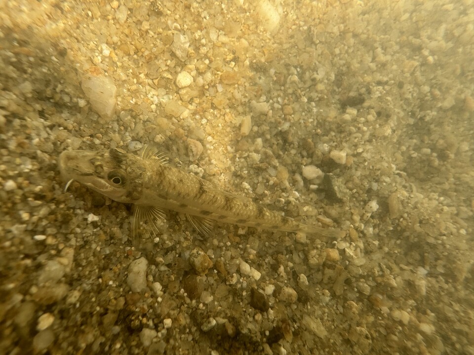 민물고기 모래무지. (사진 이동재 기자)/뉴스펭귄