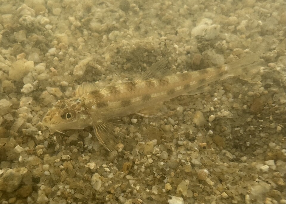 멸종위기 민물고기 흰수마자. (사진 이동재 기자)/뉴스펭귄