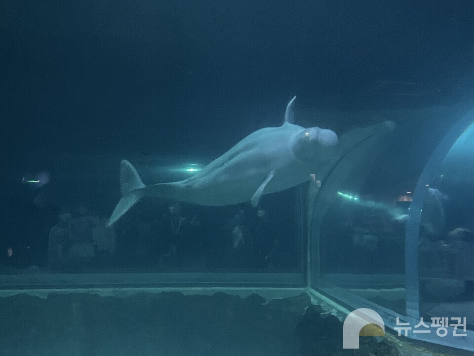롯데월드 아쿠아리움의 마지막 벨루가, 벨라. (사진 본사DB) /뉴스펭귄