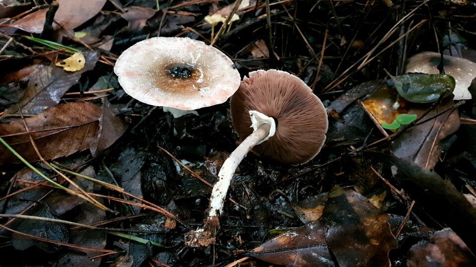 신안군 도초도에서 발견된 넓은턱받이주름버섯 (사진 환경부)/뉴스펭귄