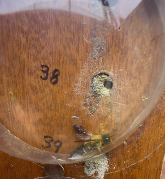 서울교대 테니스장에 놓인 책장 구멍에서 올해도 왕가위벌이 부화에 성공했다. (사진 신동훈 서울교대 과학교육과 교수 제공)/뉴스펭귄