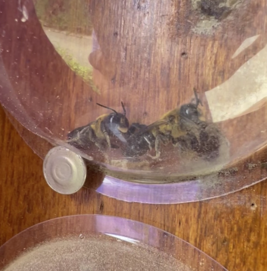 서울교대 테니스장에 놓인 책장 구멍에서 올해도 왕가위벌이 출현했다. (사진 신동훈 서울교대 과학교육과 교수 제공)/뉴스펭귄