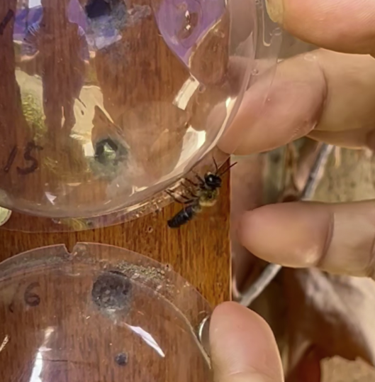 구멍에서 나와 야생으로 떠나는 수컷 왕가위벌. (사진 신동훈 서울교대 과학교육과 교수 제공)/뉴스펭귄