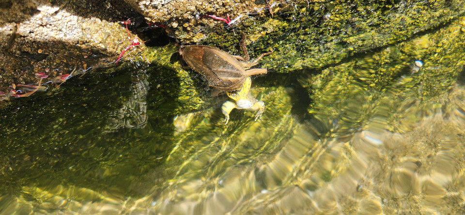국립호남권생물자원관 동물자원연구부 곤충연구팀은 ‘도서·연안 생물자원 조사·발굴 연구’를 수행하던 중 전남 진도군에서 물장군 성충 1마리를 확인했다. (사진 국립호남권생물자원관 제공)/뉴스펭귄
