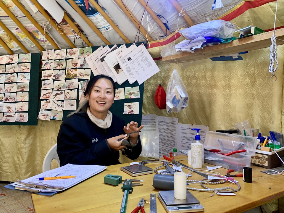 홉드(Khovd)가락지센터에서 포획 조류를 측정하는 모습. (사진 이나리씨 제공)/뉴스펭귄