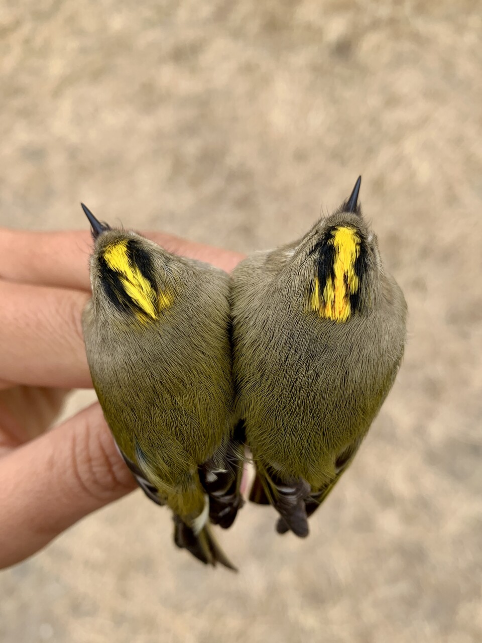 상모솔새(Goldcrest) 암수가 나란히 있는 모습, 머리 깃이 조금 더 주황 깃을 띄면 수컷이다. (사진 이나리씨 제공)/뉴스펭귄