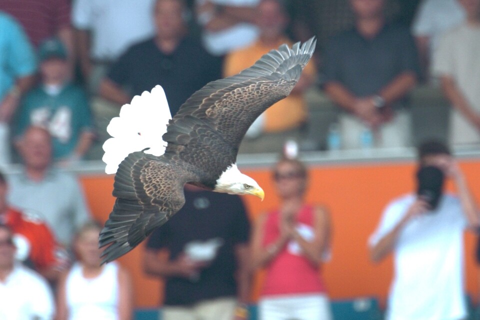 흰머리수리 챌린저는 MLB 월드시리즈, NFL 프로볼, 데이토나 500 등 스포츠 행사를 비롯해 각종 박람회, 자선행사, 대통령 취임식, 미 국회의사당 기공식 등 국가 행사에서 350여회 이상의 자유비행 퍼포먼스를 선보였다. (사진 wikipedia)/뉴스펭귄