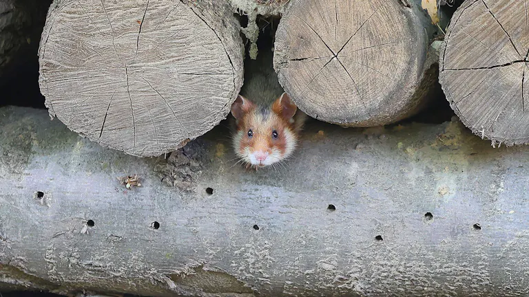 통나무로 만든 호텔에 들어간 멸종위기종 유럽햄스터. (사진 오스트리아 빈시 홈페이지 stadt wien)/뉴스펭귄