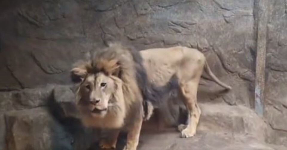 갈비뼈가 다 보일 정도로 앙상한 모습이었던 바람이. (사진 김해시청 '다량민원게시판')/뉴스펭귄