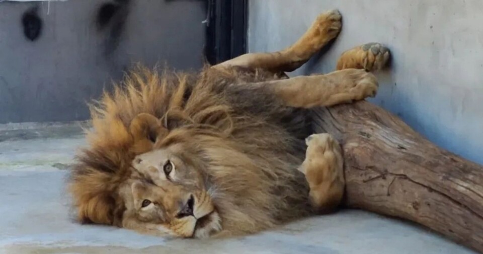 청주동물원으로 온 뒤 휴식을 취하는 바람이. (사진 청주동물원)/뉴스펭귄