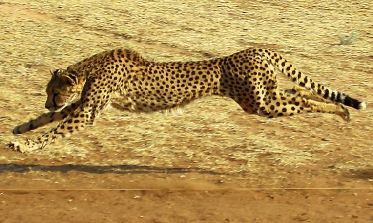 시속 120km로 달리는 치타는 지구상 가장 빠른 동물 중 하나다. (사진 치타보호기금 CCF)/뉴스펭귄