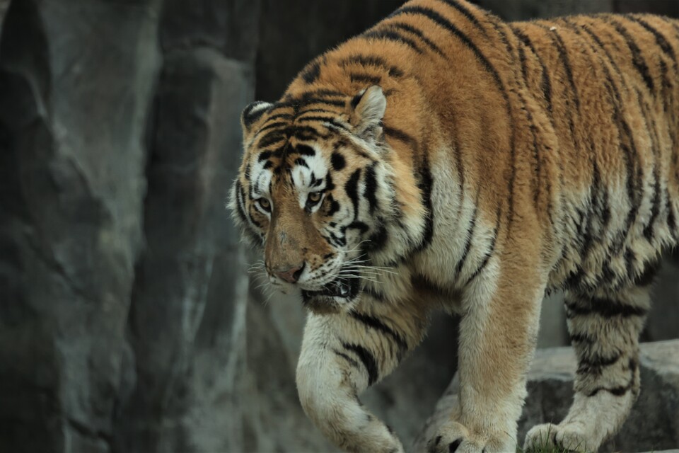 호랑이. (사진 국립생태원)/뉴스펭귄