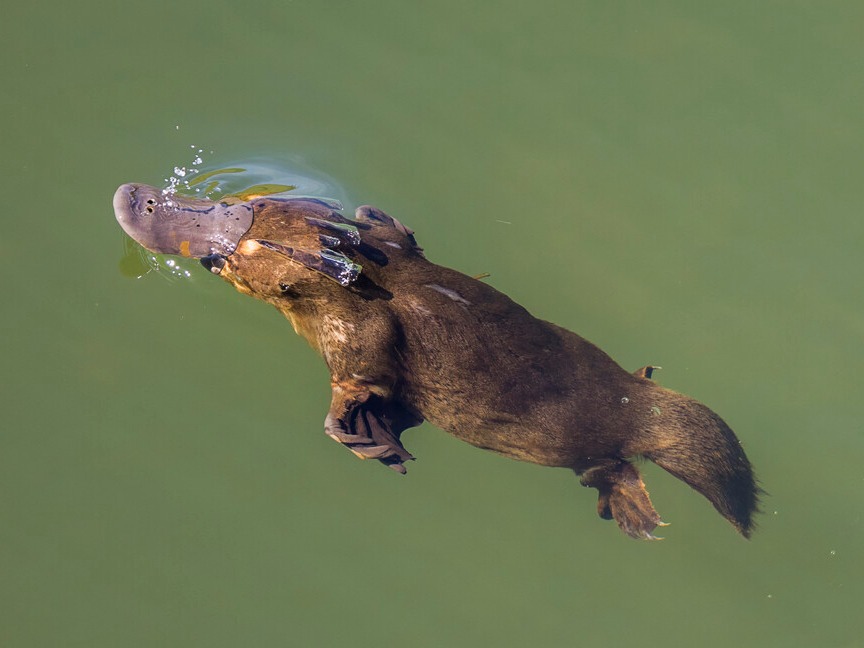 오리너구리. (사진 wikipedia)/뉴스펭귄