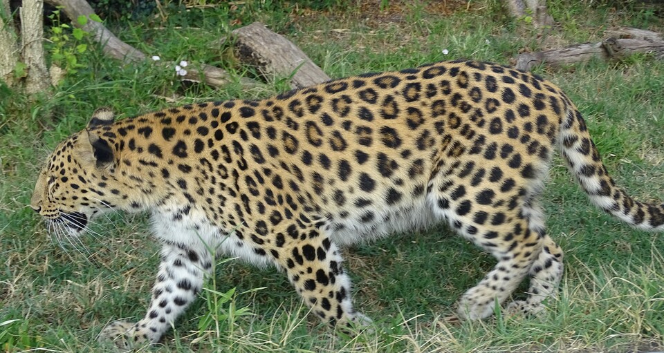 표범. (사진 국립생태원-우동걸)/뉴스펭귄