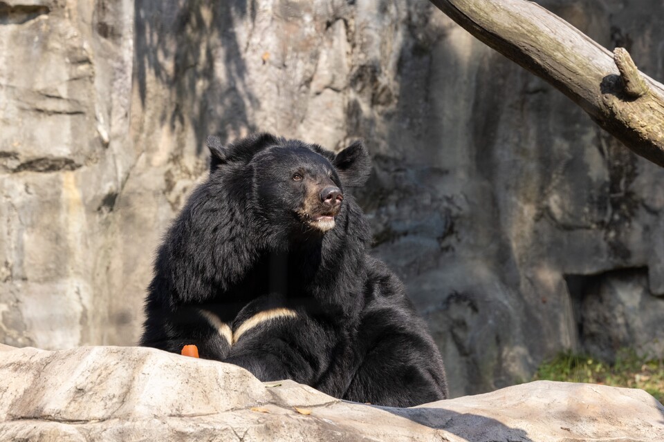 반달가슴곰. (사진 국립생태원)/뉴스펭귄