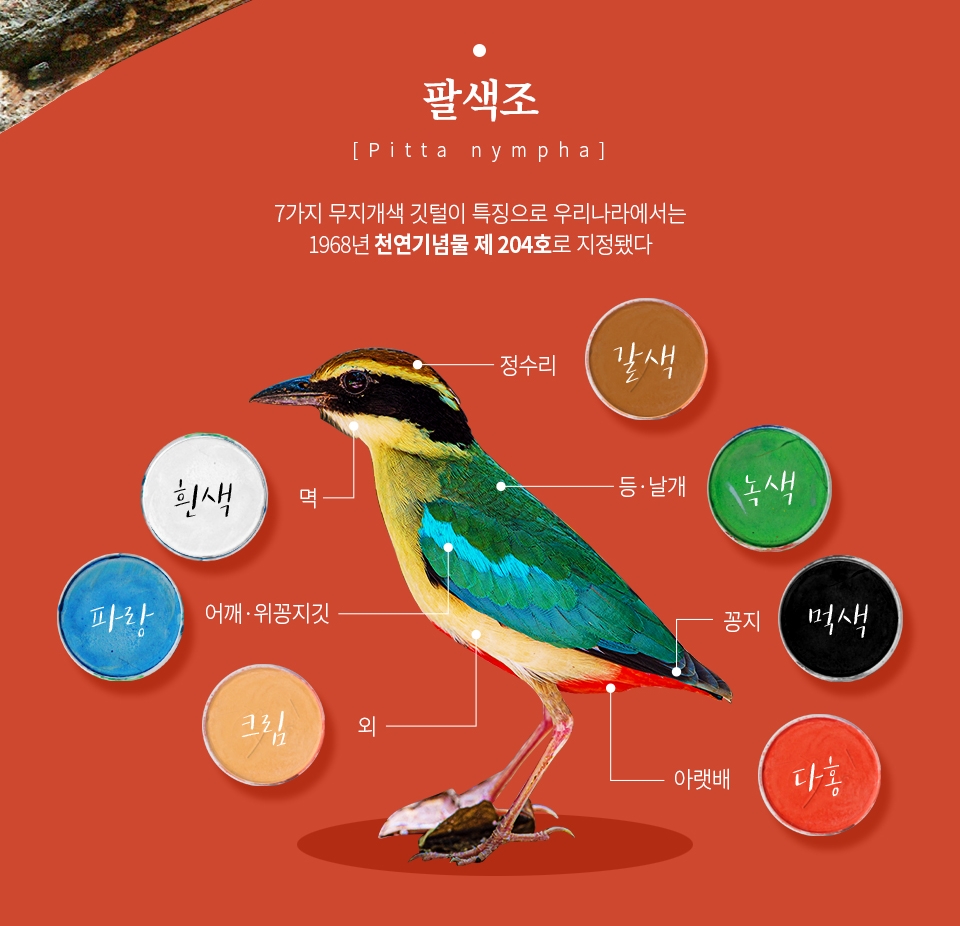 “인간 욕심에 집 잃었어요” 생존 위협 받는 팔색조