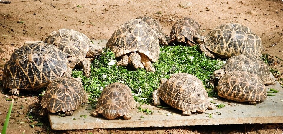 인도별거북은 2019년 멸종위기에 처한 야생동·식물종의 국제거래에 관한 협약에 따라 전 세계적으로 상업적 거래가 엄격히 금지돼 있다.(사진 Wikimedia Commons - Poorna Kedar)/뉴스펭귄